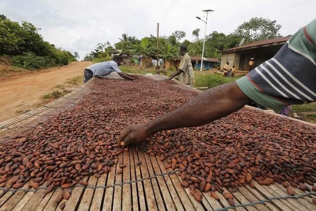Men work with cocoa beans in Enchi June 17, 2014. At a time when chocolate consumption is booming in new markets, particularly in Asia, Ghana's problems may jeopardize its ambitious plans to nearly double production to mitigate the resulting global supply shortfall. (Photo by Thierry Gouegnon/Reuters)