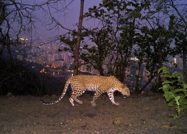 A leopard is seen walking across a ridge in Aarey colony near Sanjay Gandhi National Park overlooking Mumbai city, India, May, 12, 2018. Los Angeles and Mumbai, India are the world’s only megacities of 10 million-plus where large felines breed, hunt and maintain territory within urban boundaries. Long-term studies in both cities have examined how the big cats prowl through their urban jungles, and how people can best live alongside them. (Photo by Nikit Surve, Wildlife Conservation Society – India/ Sanjay Gandhi National Park via AP Photo)