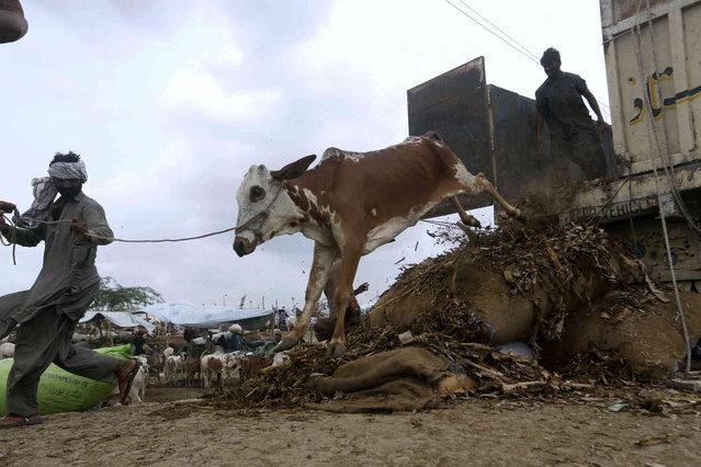 Vendors unload a cow at a cattle market set up for the upcoming Muslim Eid al-Adha or Feast of Sacrifice holiday, in Karachi, Pakistan, Thursday, June 30, 2022. Eid al-Adha, the most important Islamic holiday, marks the willingness of the Prophet Ibrahim, Abraham to Christians and Jews, to sacrifice his son. During the holiday, which in most places lasts four days, Muslims slaughter sheep or cattle, distributing part of the meat to the poor. (Photo by Fareed Khan/AP Photo)