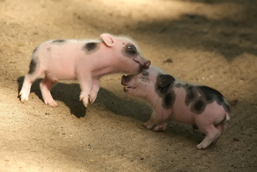 Five Micropigs Born in Zoo Wuppertal in Germany