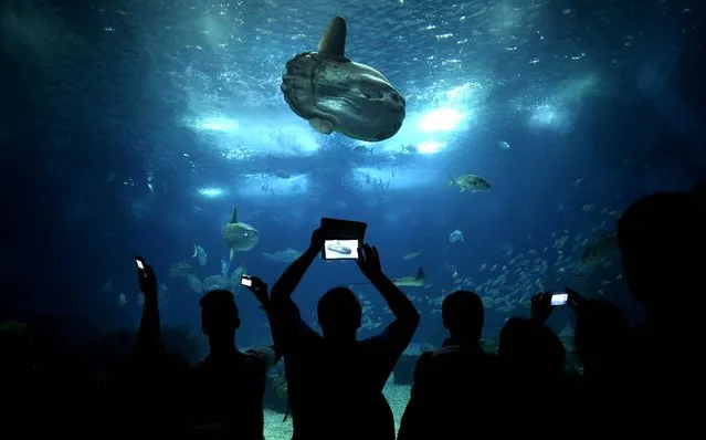 People take photographs of the main tank of the Oceanarium of Lisbon, on August 13, 2014. (Photo by Francisco Seco/Associated Press)