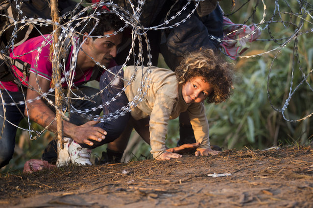 Refugees clamber through barbed wire as they cross from Serbia to Hungary, in Roszke, Thursday, August 27, 2015. Over 10,000 migrants, including many women with babies and small children, have crossed into Serbia over the past few days and headed toward Hungary. (Photo by Darko Bandic/AP Photo)
