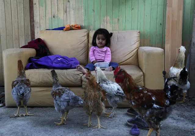 In this March 23, 2020 photo, Karina Briceno plays with beans amid chickens outside her home in the Nueva Esperanza shantytown in Lima, Peru, during a near-total 15-day quarantine to stop the spread of the new coronavirus. (Photo by Martin Mejia/AP Photo)