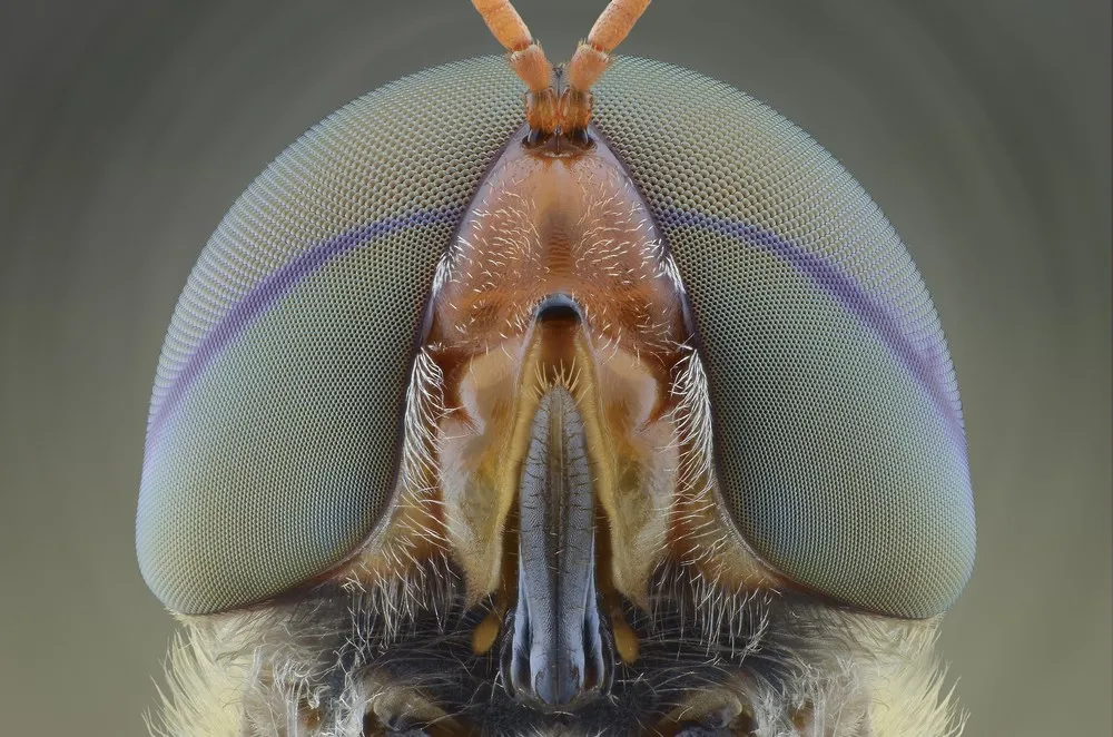Stunning Macro Photographs of Insects