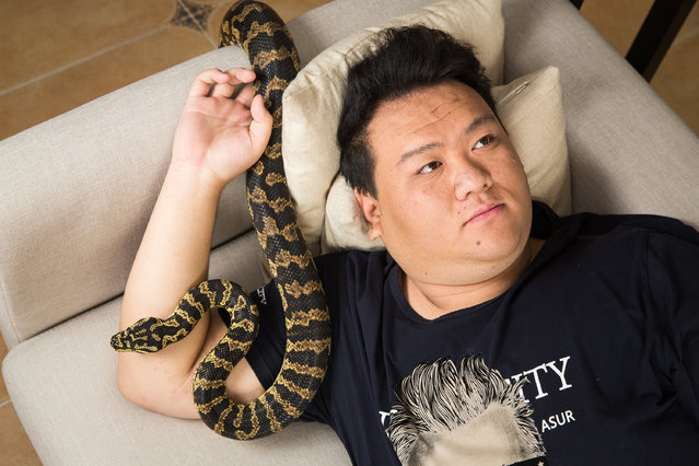 Huang Jiachen, 20, a snake collector and exotic species breeder, with his pet python at home in Beijing. Huang set up a breeding farm for exotic species after collecting animals as a hobby and now sells animals to China’s pet markets. He also collects snakes from across the world, with a particular interest in vipers and pythons. (Photo by Sean Gallagher/The Guardian)