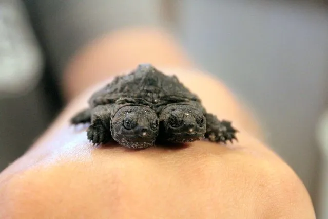 In this photo taken August 20, 2014, a recently-hatched two-headed turtle is held at NEA Turtle Farm in Amagon, Ark. A state biologist says turtle mutations are rare, but are becoming more common. (Photo by Sarah Morris/AP Photo/The Jonesboro Sun)