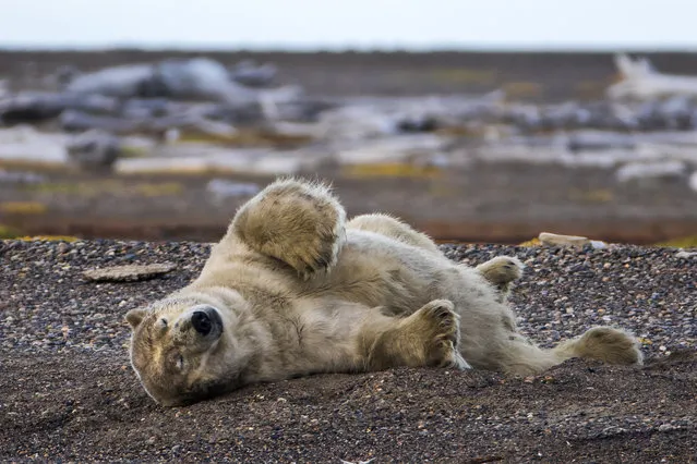 A polar bear rolls in the dirt on a barrier island after feasting on the remains of a bowhead whale, harvested legally by whalers during their annual subsistence hunt, just outside the Inupiat village of Kaktovik, Alaska, USA, 10 September 2017. (Photo by Jim Lo Scalzo/EPA/EFE)