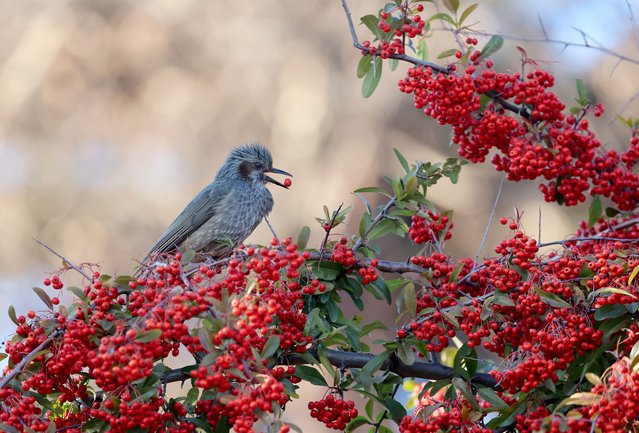 A brown-eared bulbul eats a Pyracantha berry in the city of Gangneung on South Korea's east coast, 08 January 2025. (Photo by Yonhap/EPA/EFE)