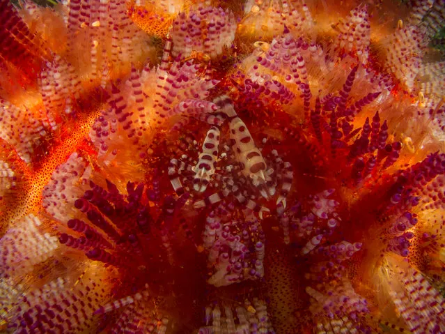 Winner, Under-18: “Small critters moving on a fire urchin – Coleman on Fire” by Dheeraj Nanda (Ambon, Maluku, Indonesia). “The coleman shrimp and fire urchin here share a symbiotic relationship where the shrimp seeks refuge among the spines of the urchin – the female is larger than the male.”. (Photo by Dheeraj Nanda/2017 Royal Society of Biology Photographer of the Year)