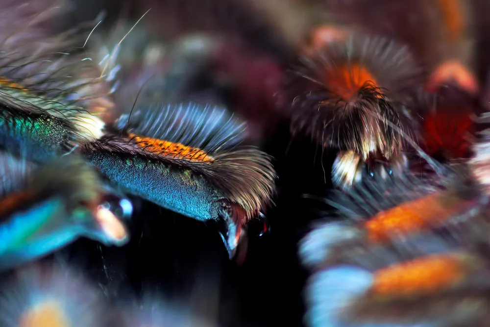 Tarantulas Paws Close-Up