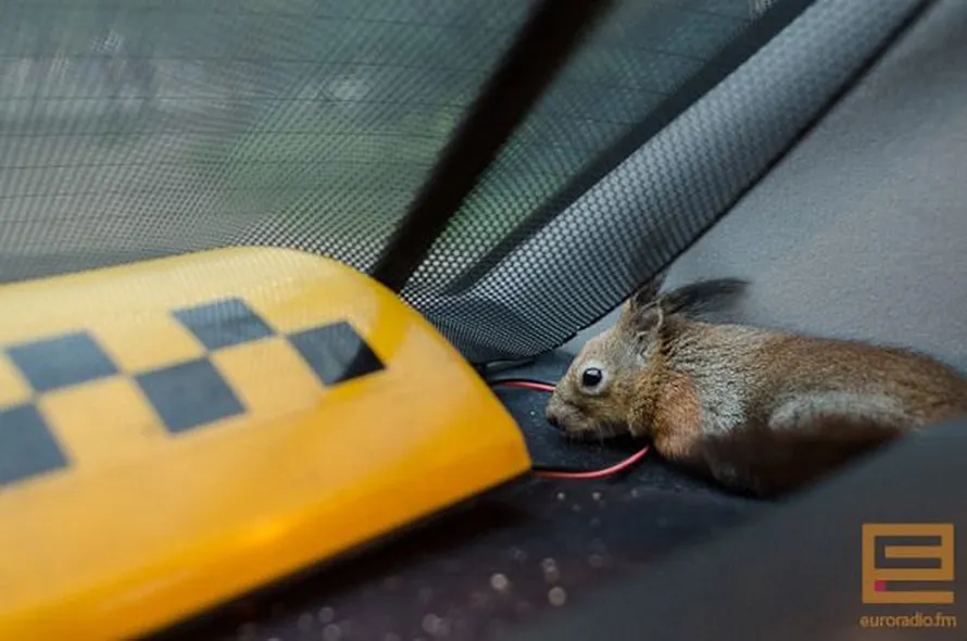 Little Squirrel Worked with the Taxi Driver