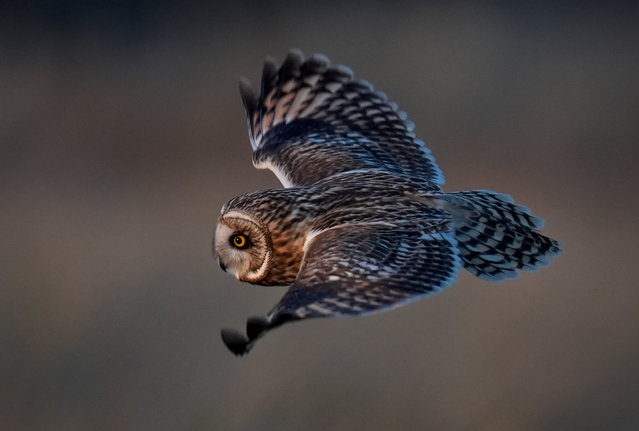 A wild Short-eared owl flies over grassland near Deal in Kent, UK on Thursday, January 30, 2024 whilst hunting for food in the late afternoon sunshine. Short-eared owls mainly hunt during the daytime, flying low over moorland, grassland and saltmarshes where they feed on field voles and small birds. (Photo by Gareth Fuller/PA Images via Getty Images)