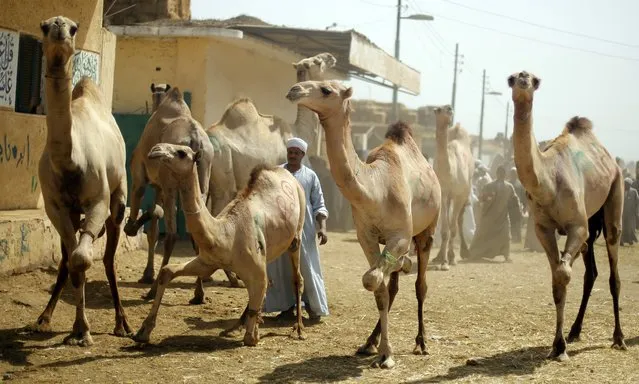 A trader directs his camels out the Birqash Camel Market, ahead of Eid al-Adha or Festival of Sacrifice, on the outskirts of Cairo September 29, 2014. (Photo by Amr Abdallah Dalsh/Reuters)