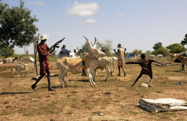 An armed cattle keeper fires bullets in the air to intimidate raiders as they prepare to lead their herds of cattle home after grazing at a camp outside the capital Juba October 18, 2014. (Photo by Jok Solomon/Reuters)