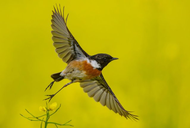 A European stonechat spreads its wings in Mallnow, Germany, on Friday, May 2, 2025. (Photo by Patrick Pleul/Picture Alliance/Getty Images)