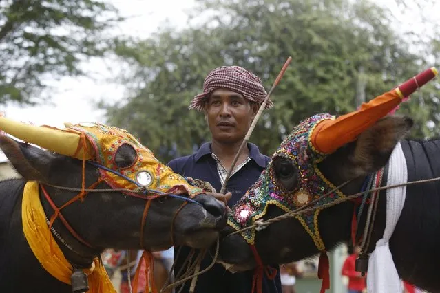 A man stands with buffalos wearing colored masks during the Pchum Ben festival in Vihear Sour village, in Kandal province, Cambodia October 12, 2015. The ceremony, which includes a horse and buffalo race, marks the end of the Pchum Ben festival where Cambodians pay respects to their deceased relatives. (Photo by Samrang Pring/Reuters)