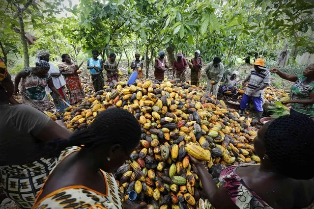 Women from a local cocoa farmers association called BLAYEYA work in a cocoa farm in Djangobo, Niable in eastern Ivory Coast, November 17, 2014. BLAYEYA is a women's only association with each member owning a field and planting cocoa. (Photo by Thierry Gouegnon/Reuters)