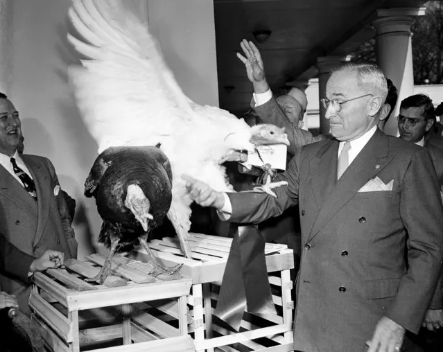 President Truman inspects two turkeys as one spreads its wings and places a foot across the Chief executive's arm on the White House porch in Washington, D.C., December 13, 1948. The turkeys were gifts for the president's Christmas dinner from the Poultry and Egg National Board and the National Turkey Federation. (Photo by William J. Smith/AP Photo)