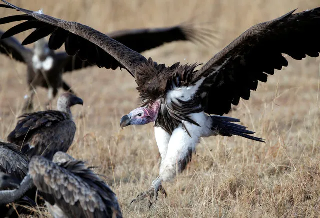 A vulture lands near a dead animal in Naboisho Conservancy adjacent to the Masai Mara National Reserve, Kenya September 16, 2016. (Photo by Goran Tomasevic/Reuters)