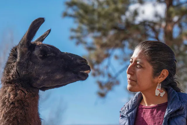 Dr. Kee Straits admires her llama, Dalai Llama, at her home at QD Farm in Albuquerque, on Saturday, January 28, 2023. Dalai Llama turned 27 years-old on Jan. 27, and is a waiting confirmation of being recognized by the Guinness World Records as the oldest llama living in captivity. (Photo by Albuquerque Journal/Rex Features/Shutterstock)