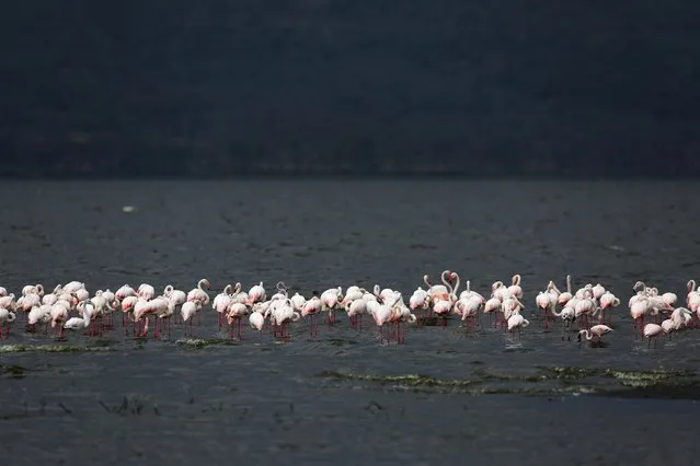 Flamingos feed on algae at Lake Nakuru National Park, Kenya, August 20, 2015. (Photo by Joe Penney/Reuters)