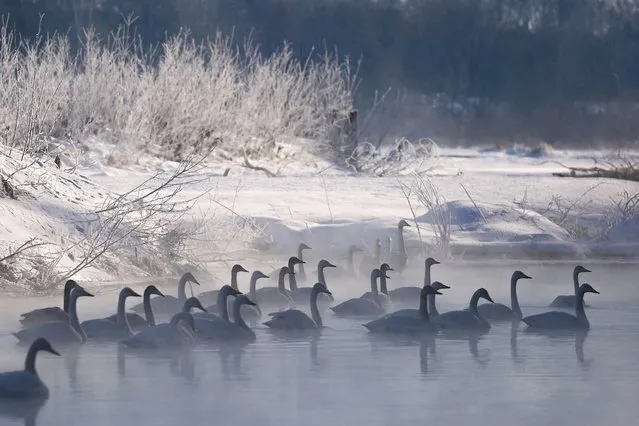 Swans rest quietly along the banks of the Tokachi River near Otofuke-cho and Makubetsu-cho in Hokkaido prefecture during the middle of winter on January 31, 2023. (Photo by JIJI Press/AFP Photo)