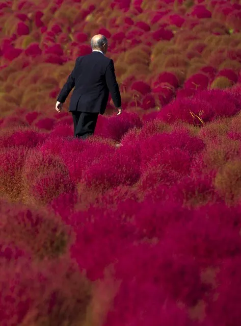 A man walks in a field of fireweed, or Kochia scoparia, on a sunny autumn day at the Hitachi Seaside Park in Hitachi, north of Tokyo, October 26, 2015. (Photo by Thomas Peter/Reuters)