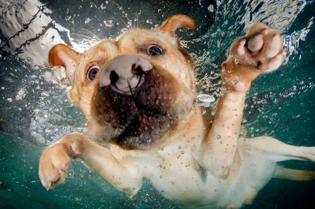 A swiming Golden Labrador searches for a ball. (Photo by Jonny Simpson-Lee/Caters News Agency)