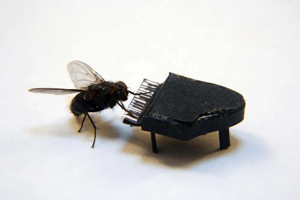 The Adventures Of Mr. Fly by Nicholas Hendrickx