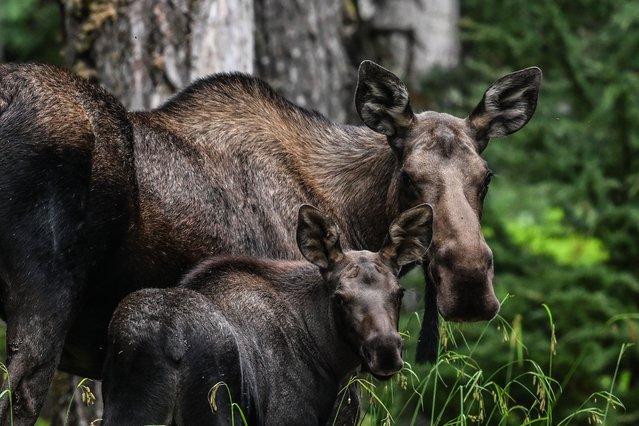 A female moose is seen with its calf along the Iditarod National Historic Trail in Girdwood, Alaska, United States, on August 16, 2025. (Photo by Yasin Ozturk /Anadolu via Getty Images)