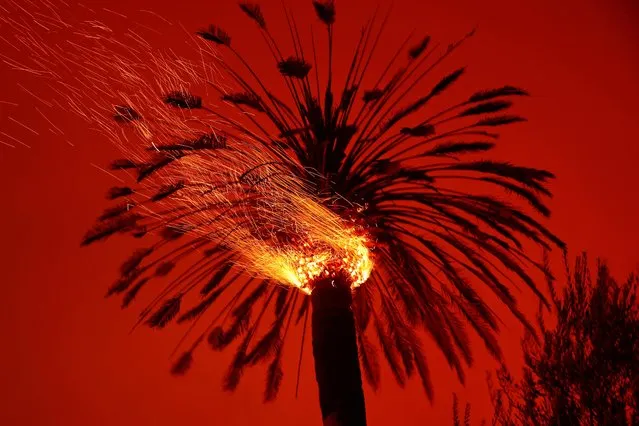 Embers are seen from a burning tree during the Glass Fire in St. Helena, California, U.S. September 27, 2020. (Photo by Stephen Lam/Reuters)