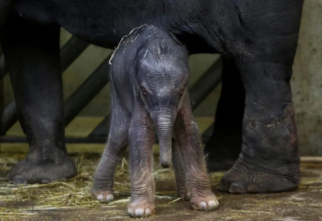 A newly born male Asian elephant calf stands near to its mother Tamara in their enclosure at Prague Zoo, Czech Republic, October 8, 2016. (Photo by David W. Cerny/Reuters)
