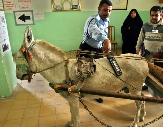 An Iraqi police officer checks a donkey, pulling a disabled man on a cart, before allowing it to enter a polling station in the country's second largest city of Basra, January 30, 2005. (Photo by Atef Hassan/Reuters)