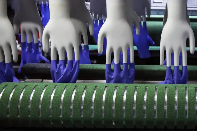 Newly made gloves inside the Top Glove factory at Setia Alam, outside Kuala Lumpur, Malaysia, 06 October 2020. Top Glove is the world's la​rgest rubber glove manufacturer. (Photo by Fazry Ismail/EPA/EFE)