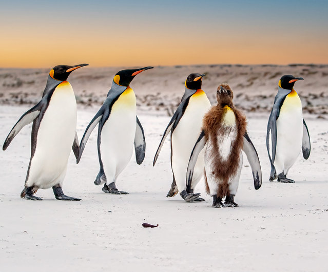 The king penguin in his moulting suit joins his waddle on their way to the water despite not being waterproof yet at Volunteer Point on the Falkland Islands, 2023. (Photo by Judy Rogero/Media Drum Images)