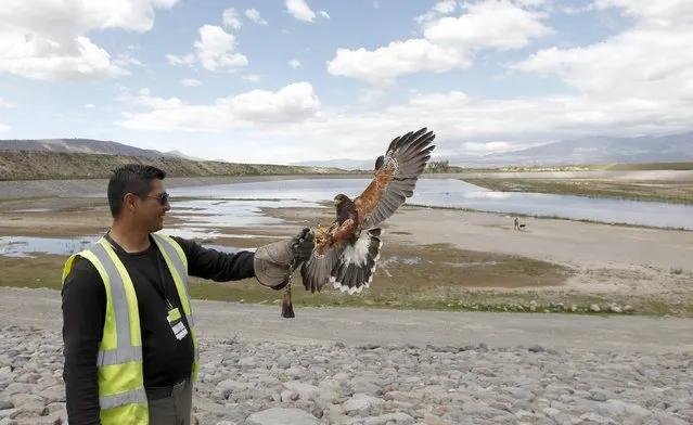 Dustin, a Harris Hawk, flies to handler Xavier Monar, 32, after searching for other birds at the northern side of the Mariscal Sucre Airport in Quito November 14, 2015. (Photo by Guillermo Granja/Reuters)