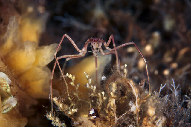A Pycnogonidae – Sea spider. (Photo by Alexander Semenovs/Caters News)