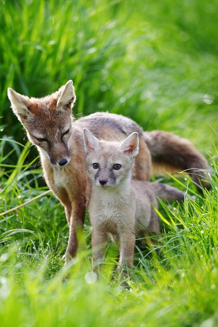 Pictured are Tayto Parks newest arrivals, Corsac Fox cubs (7 born early-May) and Eurasin Lynx kittens (3 born 7 days ago), on May 22, 2013. The new additions to Tayto Park are happily getting used to their new home which also houses a large variety of rare and endangered species for Tayto Park visitors to see. (Photo by Patrick Bolger)