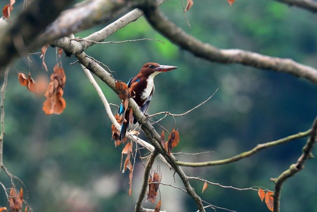 A White-throated Kingfisher bird sits on a branch of a tree in Siliguri, eastern India on November 2, 2025. (Photo by Diptendu Dutta/ZUMA Press Wire/Rex Features/Shutterstock)
