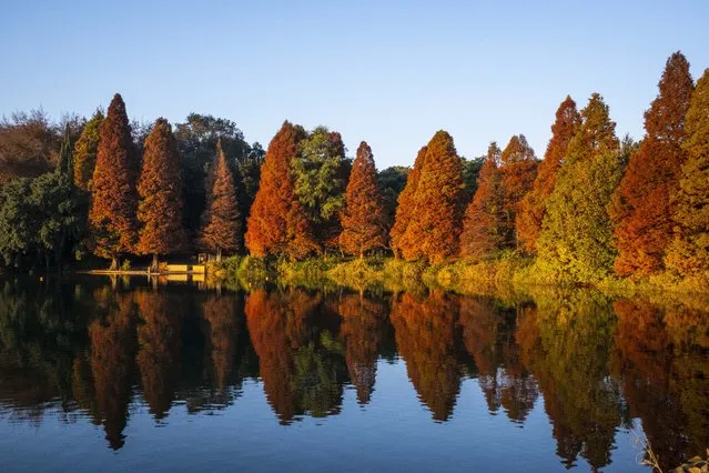 Autumnal colored trees reflected in the waters of the Emmarentia Dam Reservoir in Johannesburg, South Africa, 28 April 2023. The daily temperatures have dropped considerably over the past month as autumn has moved into the Southern Hemisphere causing trees to change to seasonal colors and morning mist to rise off waters as heralds of the upcoming winter season. (Photo by Kim Ludbrook/EPA)