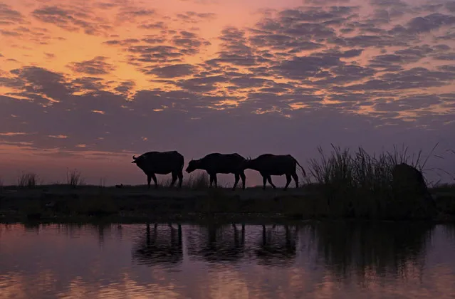 In this Monday, September 11, 2017 photo, water buffalo walks on the bank during sunset in the Chabaish marsh in Nasiriyah, about 200 miles (320 kilometers) southeast of Baghdad, Iraq. Iraq’s southern marshes, a lush remnant of the cradle of civilization, were reborn after the 2003 fall of Saddam Hussein when residents dismantled dams he had built a decade earlier to drain the area in order to root out Shiite rebels. But now the largest wetlands in the Middle East are imperiled again, by government mismanagement and new upstream projects. (Photo by Nabil al-Jurani/AP Photo)