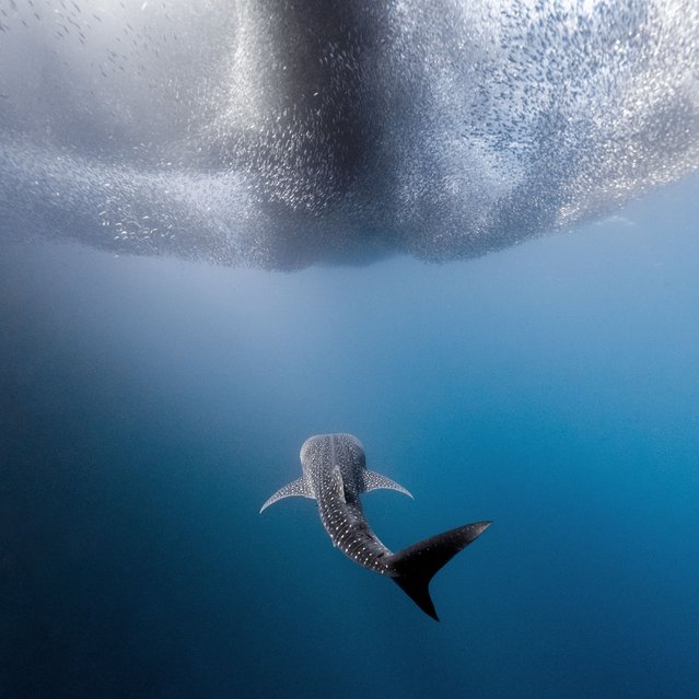 A whale shark was captured beneath a cloud of sardines in the Philippines in November 2025 by Ben Yavar, who was diving with his wife, Jay. The couple had come to Moalboal to see millions of fish take part in the sardine run. (Photo by TwoPointO Media)