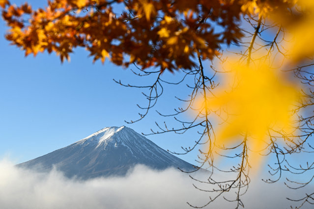 Mount Fuji, the highest mountain in Japan at 3,776 metres (12,460 feet) is seen past autumn leaves from the town of Fujikawaguchiko, Yamanashi Prefecture early on November 17, 2025. (Photo by Caroline Gardin/AFP Photo)