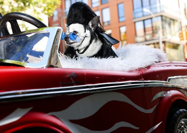 April Moon, a chihuahua poses as a character from Grease before the Halloween Dog Parade in New York City, U.S., October 19, 2024. (Photo by Caitlin Ochs/Reuters)