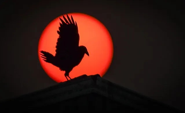 A raven lands on the roof of a barn as thick smoke from wildfires obscures the sun near Cremona, Alberta, Wednesday, May 17, 2023. (Photo by Jeff McIntosh/The Canadian Press via AP Photo)