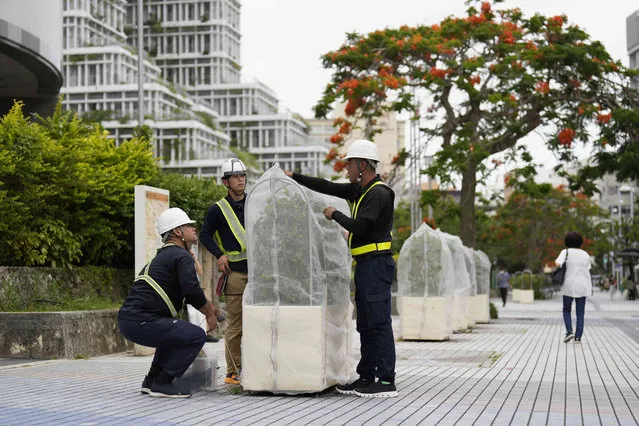 Custodians cover plants with a net in preparation for Typhoon Mawar in Naha, southern Japan, Wednesday, May 31, 2023, as it was moving towards the Okinawa islands. (Photo by Hiro Komae/AP Photo)