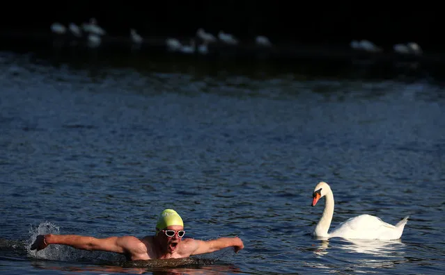 A man swims past a swan on the Serpentine in London, Britain, July 25, 2018. (Photo by Hannah McKay/Reuters)
