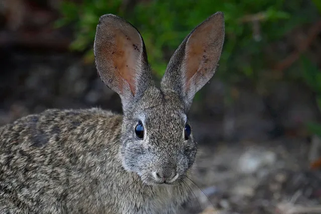 A brush rabbit (Sylvilagus bachmani) in Pacific Grove, California, US on July 4, 2023. (Photo by Rory Merry/ZUMA Press Wire/Rex Features/Shutterstock)