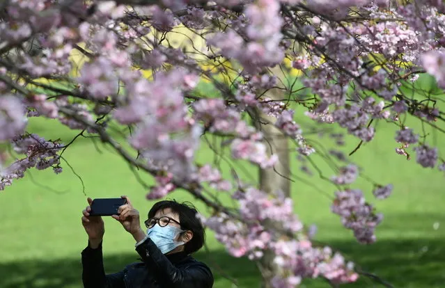 A person photographs cherry blossoms in St. James's Park, London, Britain, March 19, 2021. (Photo by Toby Melville/Reuters)