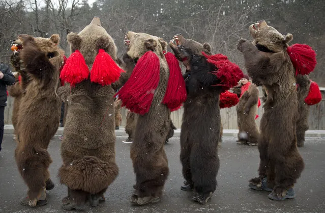 People wearing bear furs perform during a festival of New Year ritual dances attended by hundreds in Comanesti, northern Romania, Wednesday, December 30 2015. (Photo by Vadim Ghirda/AP Photo)